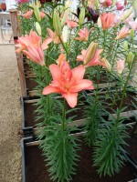 [4010 Ceb Latte No01.JPG]